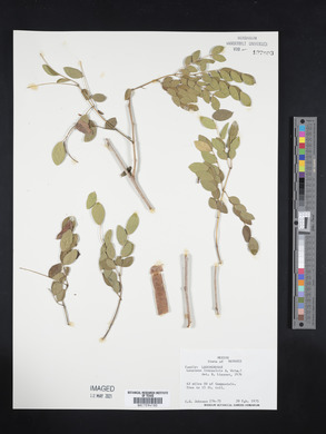 Leucaena lanceolata image