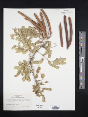 Leucaena retusa image