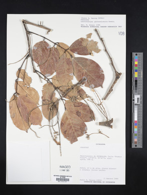 Lonchocarpus guatemalensis image