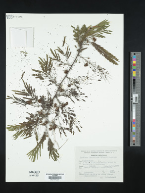 Lysiloma divaricatum image