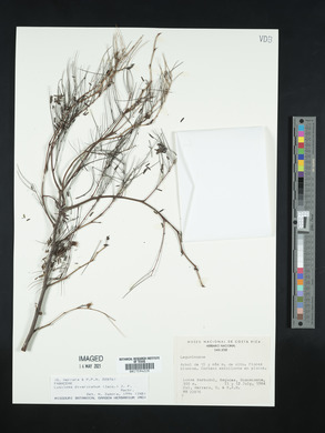 Lysiloma divaricatum image