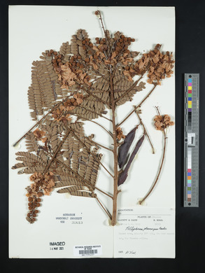 Peltophorum pterocarpum image
