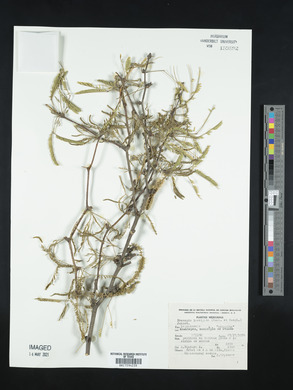 Prosopis laevigata image