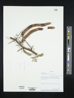 Prosopis juliflora image