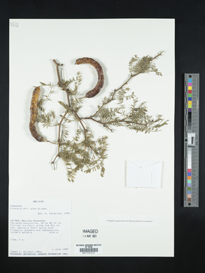 Prosopis alba image