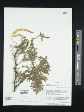 Prosopis juliflora image