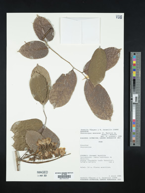 Image Associated With the Occurence