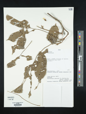 Pterocarpus amazonum image
