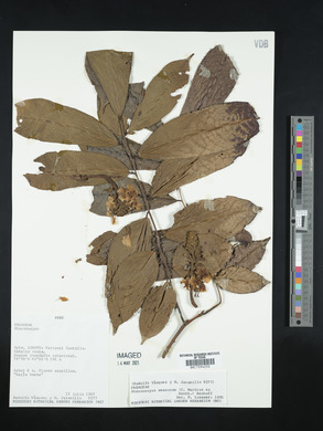 Pterocarpus amazonum image