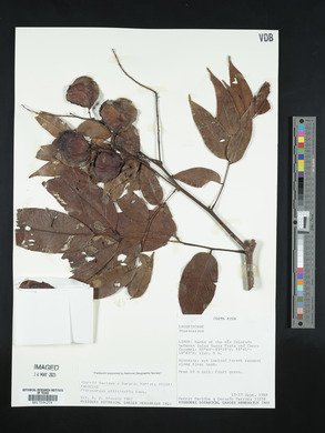 Pterocarpus officinalis image