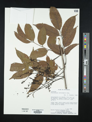 Pterocarpus officinalis image