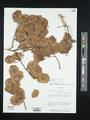 Pterocarpus rohrii image