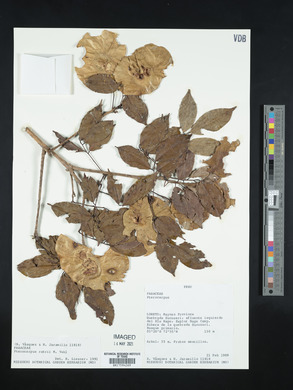 Pterocarpus rohrii image