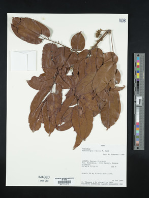 Pterocarpus rohrii image