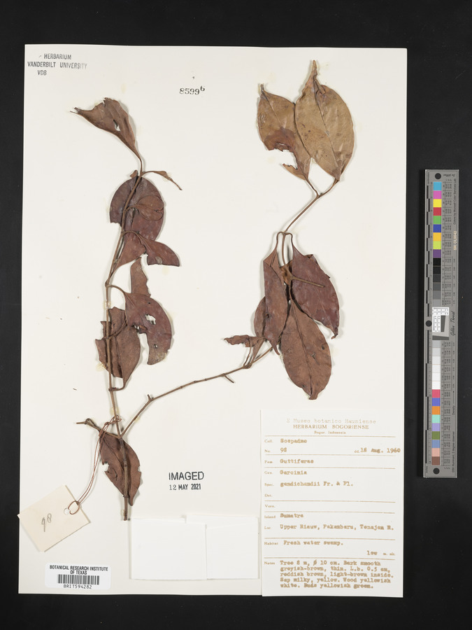 Garcinia gaudichaudii image