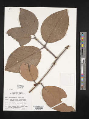 Garcinia humilis image