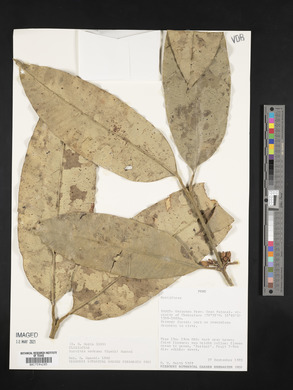 Garcinia madruno image
