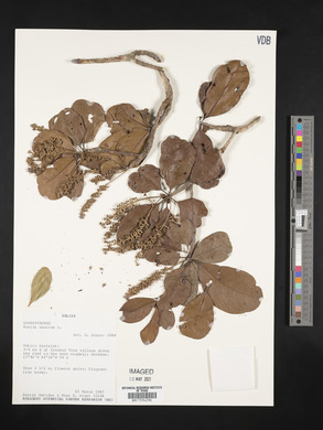 Bucida buceras image