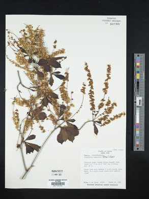 Terminalia amazonia image