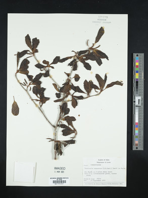 Terminalia amazonia image