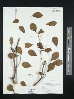 Terminalia amazonia image