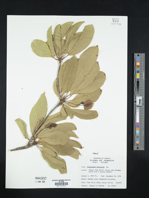 Terminalia arbuscula image