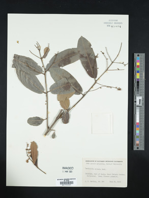 Terminalia arjuna image