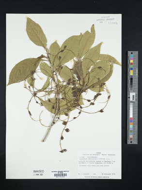 Terminalia oblonga image