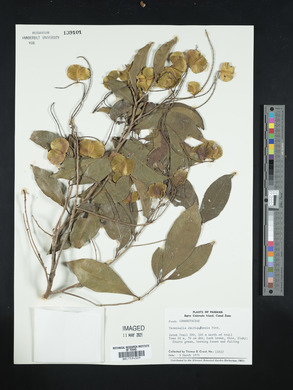 Terminalia oblonga image