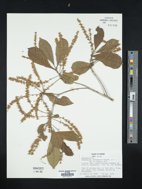 Terminalia oblonga image