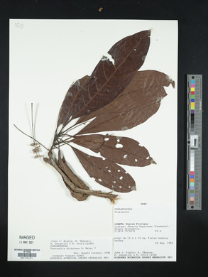 Terminalia dichotoma image