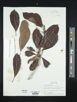 Terminalia dichotoma image