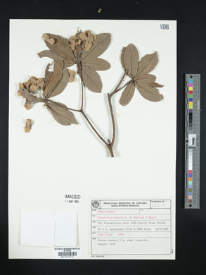Terminalia fagifolia image