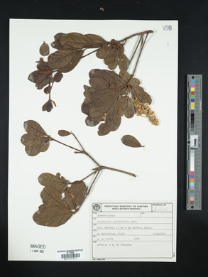 Terminalia glabrescens image