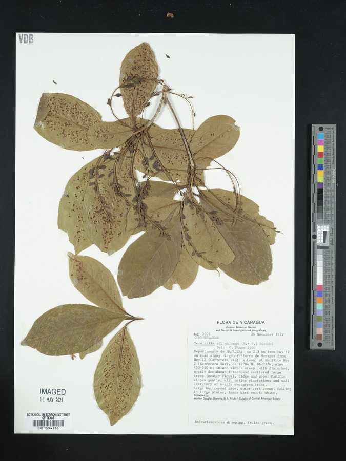 Terminalia oblonga image