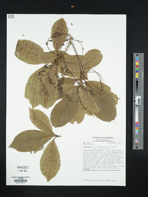 Terminalia oblonga image