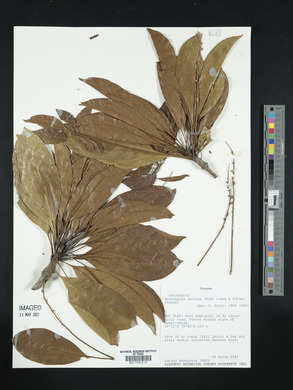 Terminalia oblonga image