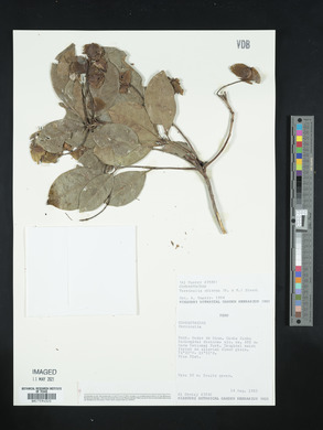 Terminalia oblonga image
