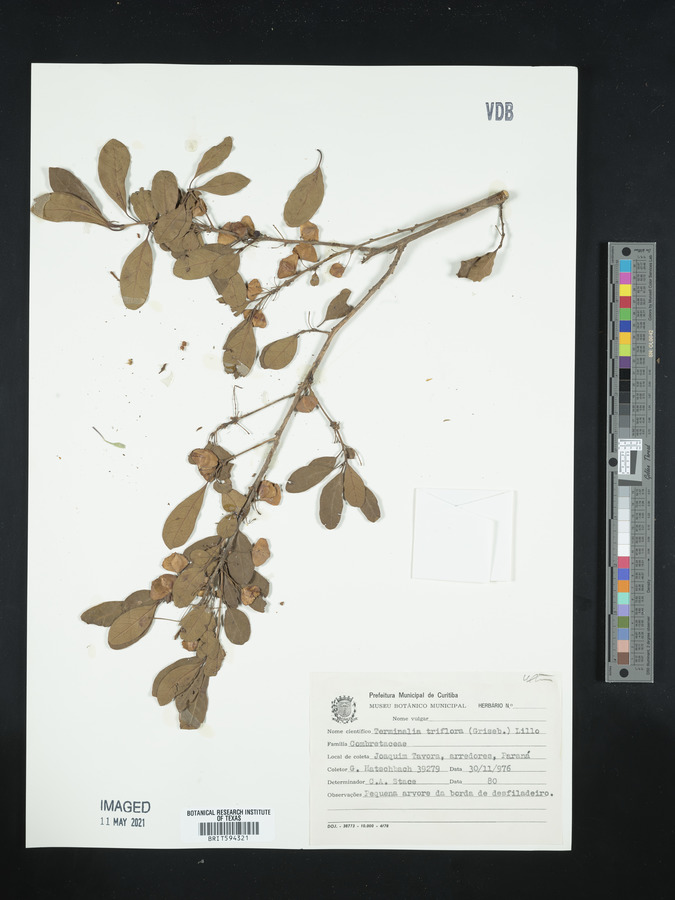 Terminalia triflora image