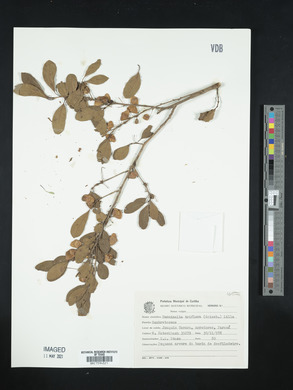 Terminalia triflora image