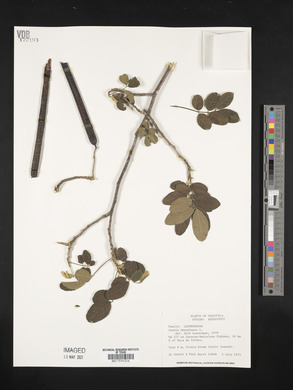 Senna atomaria image