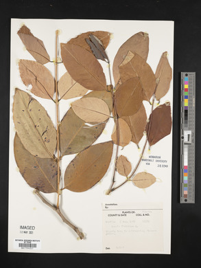 Cassia fistula image