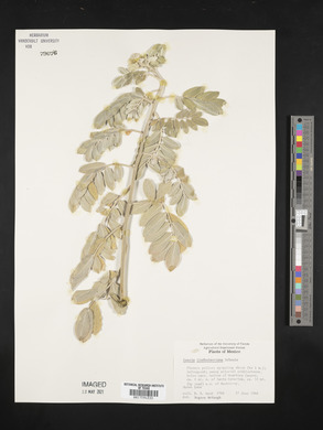Senna lindheimeriana image
