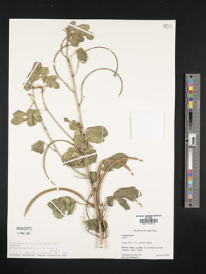 Senna obtusifolia image