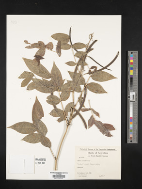 Senna occidentalis image