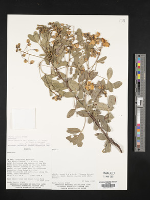 Senna pendula var. glabrata image