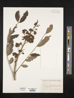 Senna siamea image