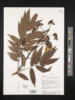 Senna silvestris image