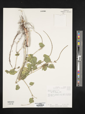 Senna obtusifolia image