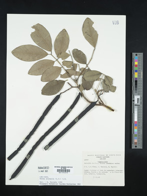 Senna atomaria image